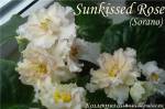 <b>Название: </b>Sunkissed Rose, <b>Добавил:<b> Kvitka-Dusha<br>Размеры: 500x333, 39.1 Кб